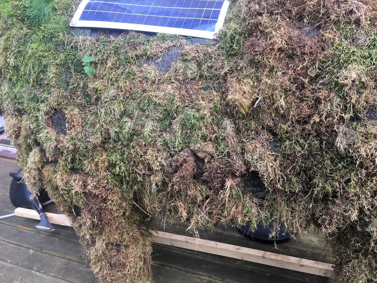 Dried out moss on moss cow